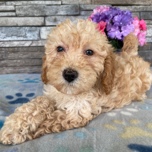 Goldendoodle Puppy Beckie