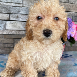 Goldendoodle Puppy Beckie