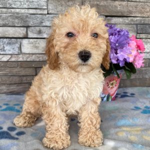Goldendoodle Puppy Beckie