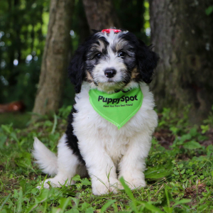 Bernedoodle Puppy Indy