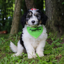 Bernedoodle Puppy Indy