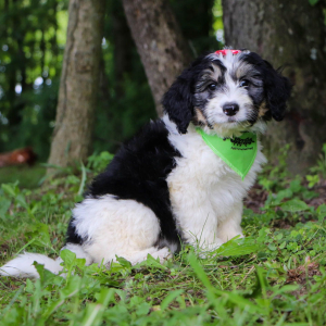 Bernedoodle Puppy Indy