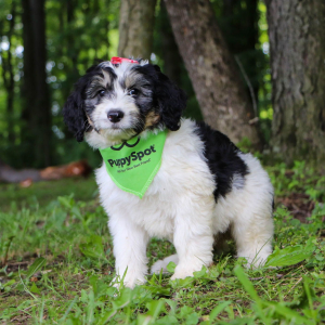 Bernedoodle Puppy Indy