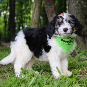 Bernedoodle Puppy Indy