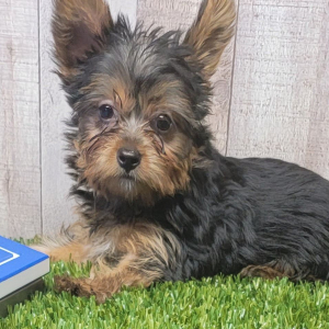 Yorkshire Terrier Puppy Cinnamon