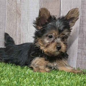 Yorkshire Terrier Puppy Cinnamon