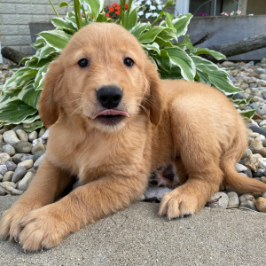 Golden Retriever Puppy Trudy