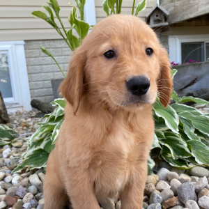 Golden Retriever Puppy Trudy