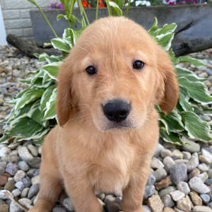 Golden Retriever Puppy Trudy