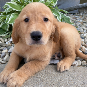 Golden Retriever Puppy Trudy