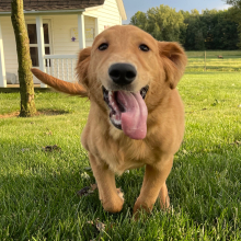 Golden Retriever Puppy Trudy