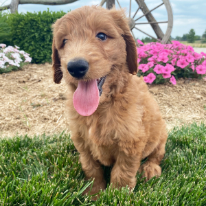 Goldendoodle Puppy Sheldon