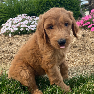 Goldendoodle Puppy Sheldon