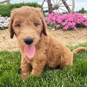 Goldendoodle Puppy Sheldon
