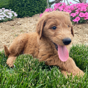 Goldendoodle Puppy Sheldon