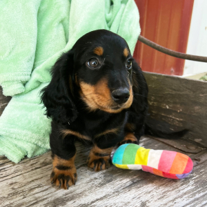 Dachshund Puppy Kaleb
