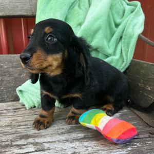 Dachshund Puppy Kaleb
