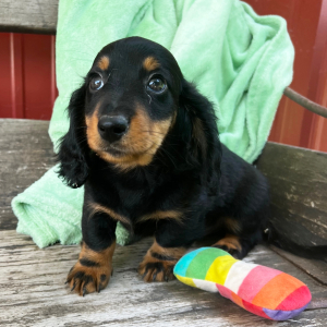 Dachshund Puppy Kaleb