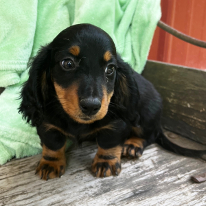 Dachshund Puppy Kaleb