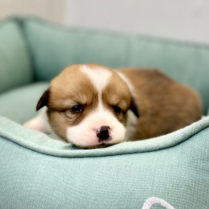 Pembroke Welsh Corgi Puppy Darby