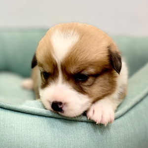 Pembroke Welsh Corgi Puppy Darby