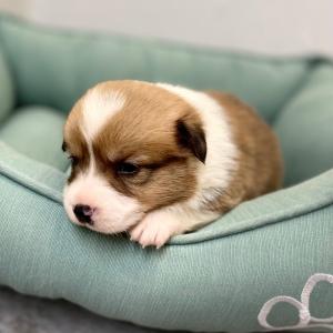 Pembroke Welsh Corgi Puppy Darby