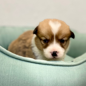 Pembroke Welsh Corgi Puppy Darby