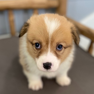 Pembroke Welsh Corgi Puppy Darby