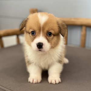 Pembroke Welsh Corgi Puppy Darby