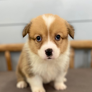 Pembroke Welsh Corgi Puppy Darby