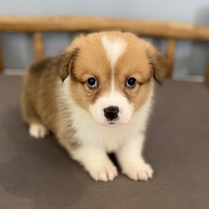 Pembroke Welsh Corgi Puppy Darby