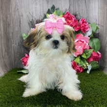 Shih Tzu Puppy Ulania