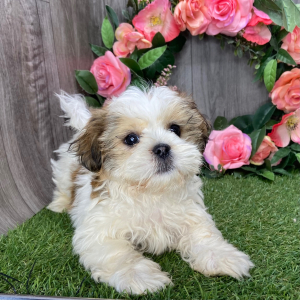 Shih Tzu Puppy Uno