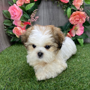 Shih Tzu Puppy Uno
