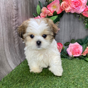Shih Tzu Puppy Uno