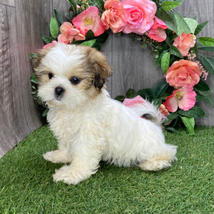Shih Tzu Puppy Uno