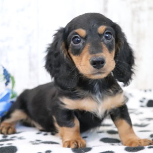 Dachshund Puppy Kane
