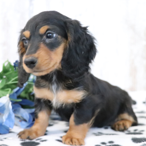 Dachshund Puppy Kane