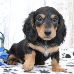 Dachshund Puppy Kane