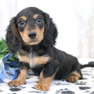 Dachshund Puppy Kane