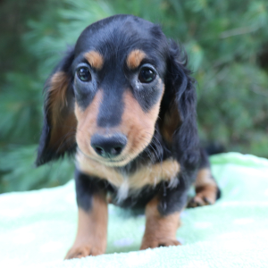 Dachshund Puppy Kane