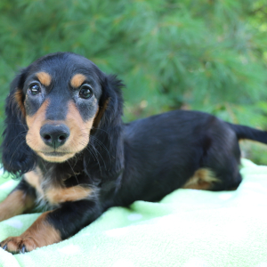 Dachshund Puppy Kane