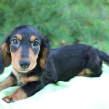 Dachshund Puppy Kane