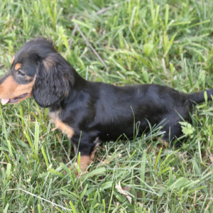 Dachshund Puppy Kane