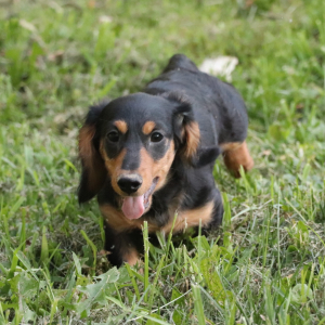 Dachshund Puppy Kane