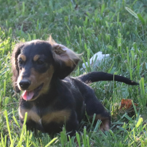 Dachshund Puppy Kane