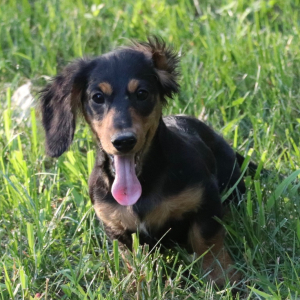 Dachshund Puppy Kane