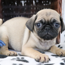 Pug Puppy Arthur