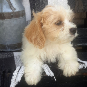 Cavachon Puppy Creek