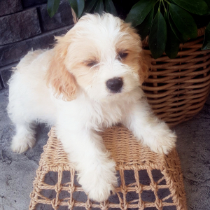 Cavachon Puppy Creek